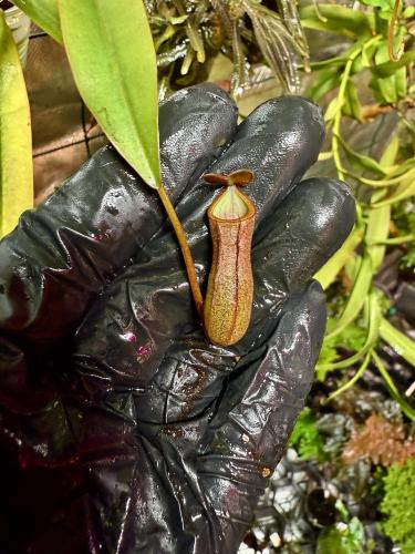 Nepenthes alata – dzbanecznik owadożerny z czerwono-zielonymi dzbankami | Parrot Planet
