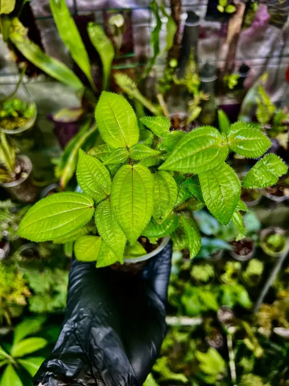 Clidemia hirta – tropikalny krzew liściasty do terrarium | ParrotPlanet