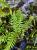 Nephrolepis sp. – kompaktowa paproć z Japonii do terrarium | ParrotPlanet