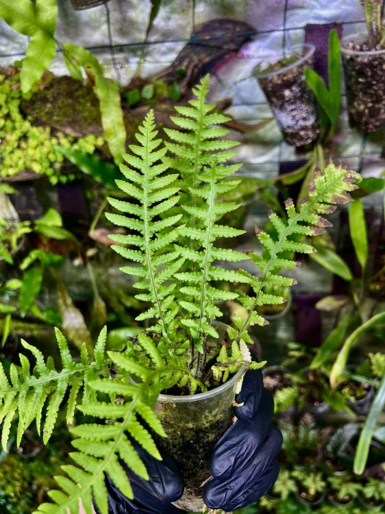 Nephrolepis sp. – kompaktowa paproć z Japonii do terrarium | ParrotPlanet