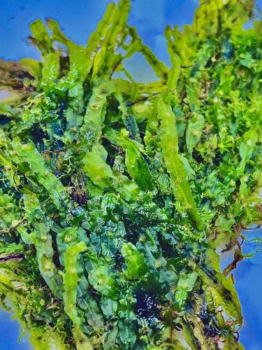 Marchantia sp. „Borneo” – egzotyczny wątrobowiec do tropikalnego terrarium | ParrotPlanet  