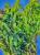 Marchantia sp. „Borneo” – egzotyczny wątrobowiec do tropikalnego terrarium | ParrotPlanet  