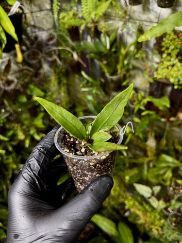 Microsorum sp. „Siamense Green” – jasnozielona paproć do tropikalnego terrarium | ParrotPlanet