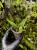 Microsorum sp. „Siamense Green” – jasnozielona paproć do tropikalnego terrarium | ParrotPlanet