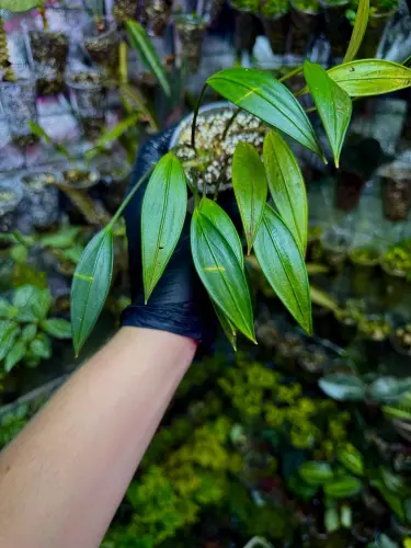Aridarum sp. – Reofityczna roślina epifityczna do terrarium | ParrotPlanet