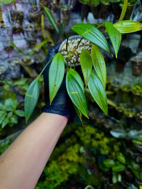 Aridarum sp. – Reofityczna roślina epifityczna do terrarium | ParrotPlanet