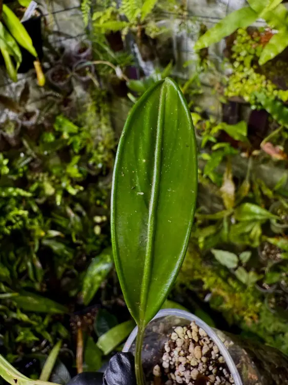 Aridarum sp. – Reofityczna roślina epifityczna do terrarium | ParrotPlanet