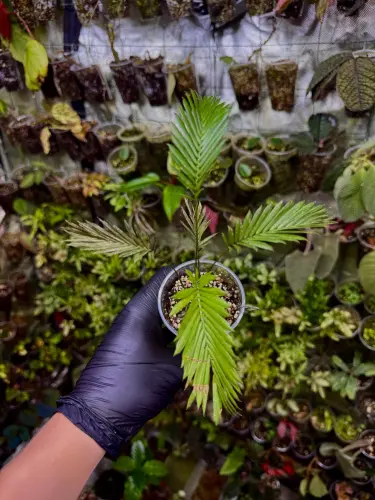Calamus ciliaris – pnąca palma tropikalna do terrarium | ParrotPlanet
