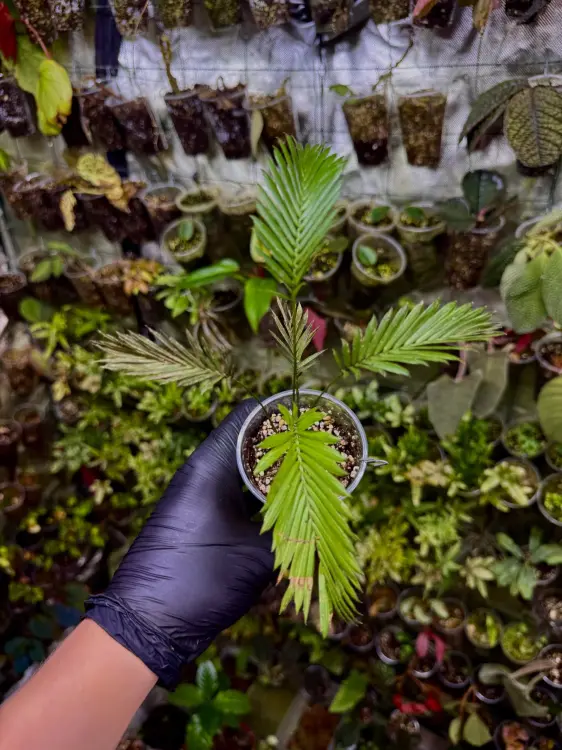 Calamus ciliaris – pnąca palma tropikalna do terrarium | ParrotPlanet