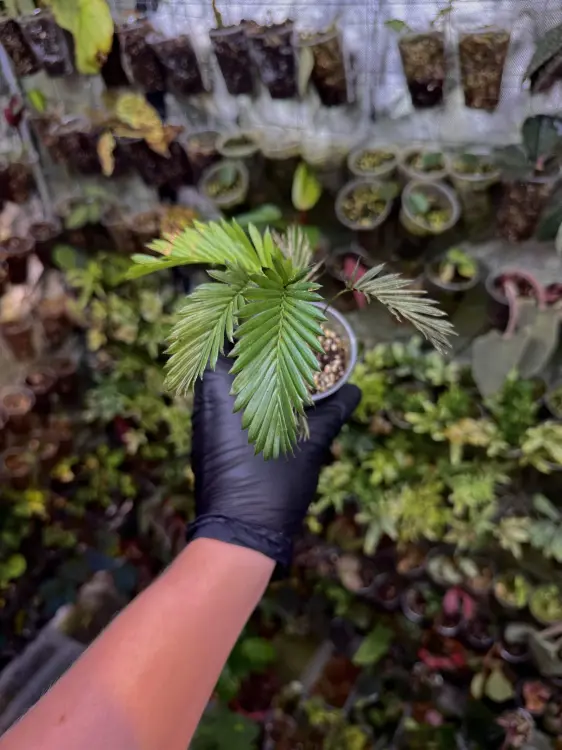 Calamus ciliaris – pnąca palma tropikalna do terrarium | ParrotPlanet