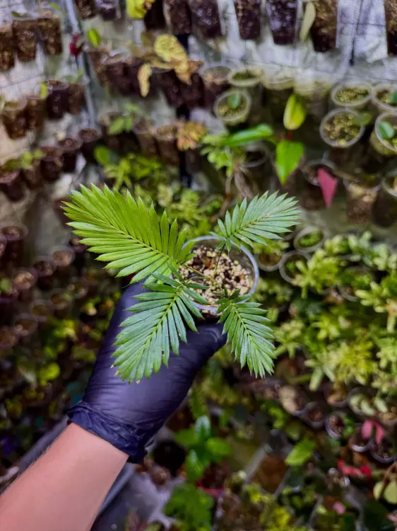 Calamus ciliaris – pnąca palma tropikalna do terrarium | ParrotPlanet