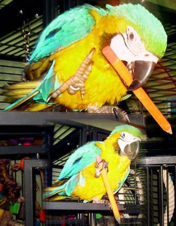 Magiczny Ołówek XXL - zabawka do łapki dla papug od ParrotPlanet.pl
