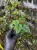 Cissus discolor – pnącze o purpurowo-srebrzystych liściach | ParrotPlanet