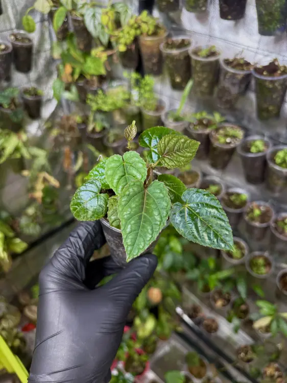 Cissus discolor – pnącze o purpurowo-srebrzystych liściach | ParrotPlanet