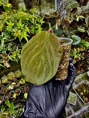 Homalomena humilis – roślina do terrarium o zamszowych liściach | ParrotPlanet