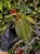 Homalomena humilis – roślina do terrarium o zamszowych liściach | ParrotPlanet
