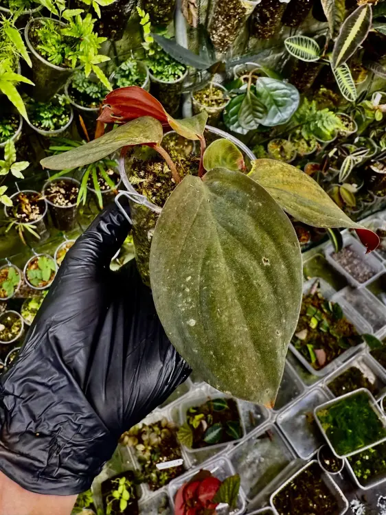 Homalomena humilis – roślina do terrarium o zamszowych liściach | ParrotPlanet