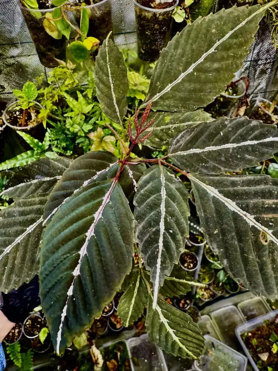Leea amabilis – szybkorosnąca, dekoracyjna roślina do terrarium z Borneo | ParrotPlanet