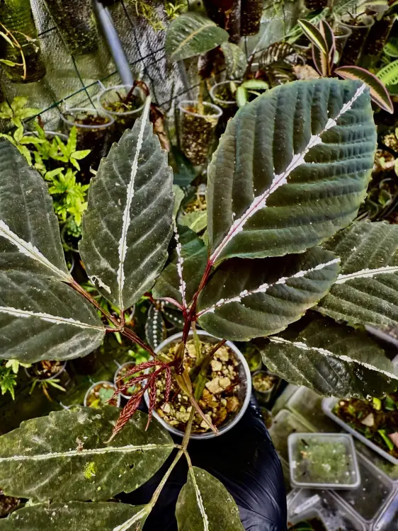 Leea amabilis – szybkorosnąca, dekoracyjna roślina do terrarium z Borneo | ParrotPlanet
