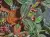 Ludisia discolor – storczyk klejnotowy o ciemnych liściach do terrarium | ParrotPlanet