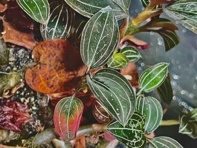 Ludisia discolor – storczyk klejnotowy o ciemnych liściach do terrarium | ParrotPlanet