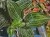 Ludisia discolor – storczyk klejnotowy o ciemnych liściach do terrarium | ParrotPlanet