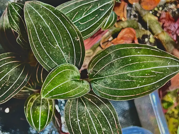Ludisia discolor – storczyk klejnotowy o ciemnych liściach do terrarium | ParrotPlanet