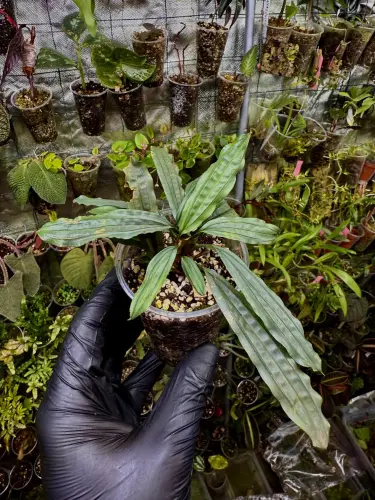 Mapania sp. „Silver Surfer” – pistacjowa roślina bagienna do wilgotnego terrarium | ParrotPlanet
