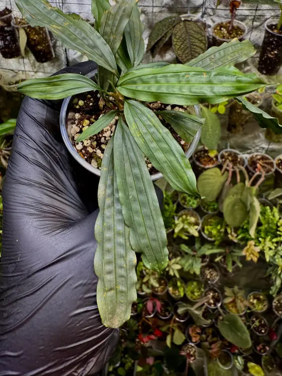 Mapania sp. „Silver Surfer” – pistacjowa roślina bagienna do wilgotnego terrarium | ParrotPlanet