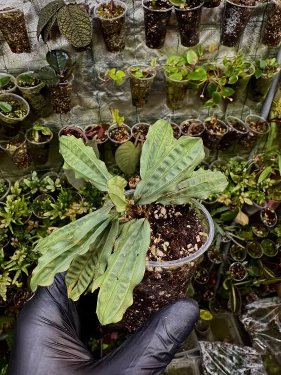 Mapania sp. „Silver Surfer” – pistacjowa roślina bagienna do wilgotnego terrarium | ParrotPlanet