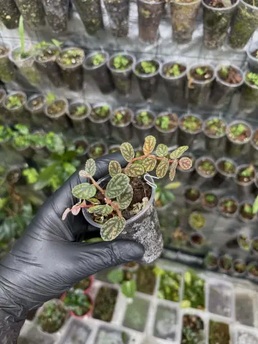 Pellionia pulchra – roślina o dekoracyjnych liściach do terrarium i wnętrz | ParrotPlanet
