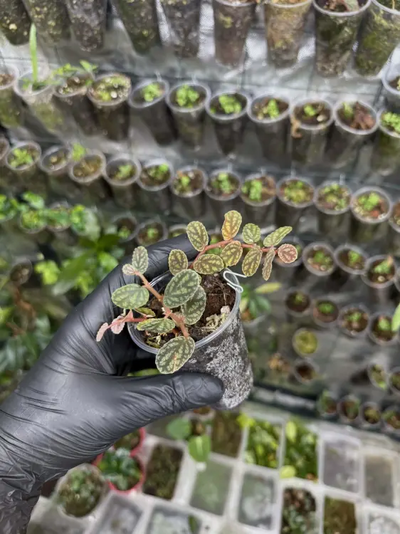 Pellionia pulchra – roślina o dekoracyjnych liściach do terrarium i wnętrz | ParrotPlanet
