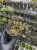 Pellionia pulchra – roślina o dekoracyjnych liściach do terrarium i wnętrz | ParrotPlanet