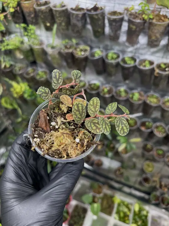 Pellionia pulchra – roślina o dekoracyjnych liściach do terrarium i wnętrz | ParrotPlanet