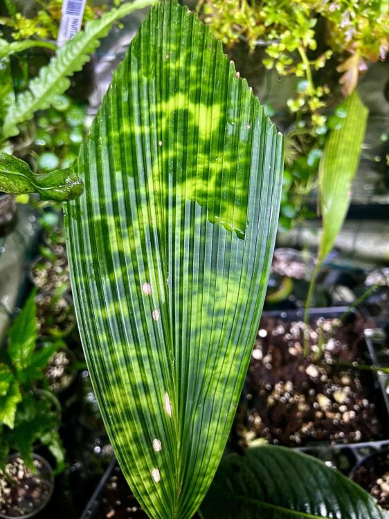 Pinanga sp. „Misty Splash” – palma z Borneo o cętkowanych liściach do terrarium i kolekcji | ParrotPlanet
