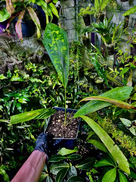 Pinanga sp. „Misty Splash” – palma z Borneo o cętkowanych liściach do terrarium i kolekcji | ParrotPlanet