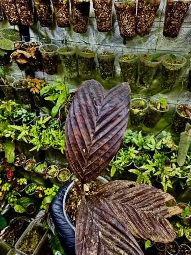 Pinanga veitchii – karłowata palma do cienistych terrariów | ParrotPlanet