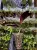 Pinanga veitchii – karłowata palma do cienistych terrariów | ParrotPlanet