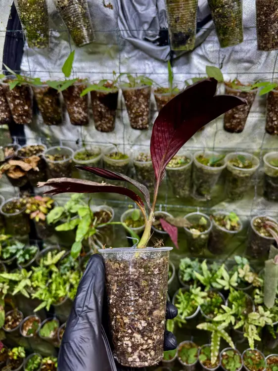 Pinanga veitchii – karłowata palma do cienistych terrariów | ParrotPlanet