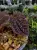 Sarcopyramis sp. „Sanggau Purple Grass” – czarna roślina do terrarium z różowymi włoskami od ParrotPlanet.pl