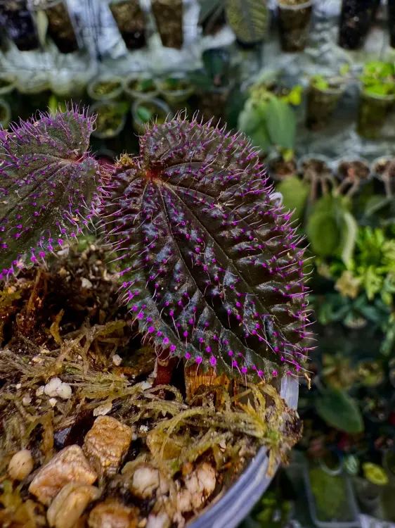 Sarcopyramis sp. „Sanggau Purple Grass” – czarna roślina do terrarium z różowymi włoskami od ParrotPlanet.pl