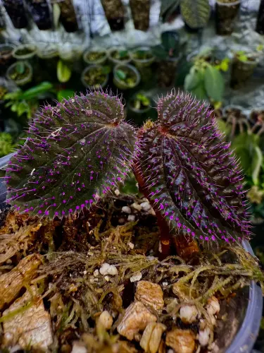 Sarcopyramis sp. „Sanggau Purple Grass” – czarna roślina do terrarium z różowymi włoskami od ParrotPlanet.pl