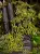 Teratophyllum sp. – pnąca paproć epifityczna do terrarium | Parrot Planet