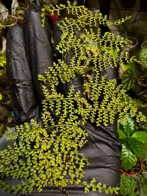 Teratophyllum sp. – pnąca paproć epifityczna do terrarium | Parrot Planet