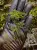 Teratophyllum sp. – pnąca paproć epifityczna do terrarium | Parrot Planet