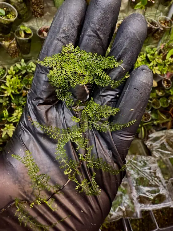 Teratophyllum sp. – pnąca paproć epifityczna do terrarium | Parrot Planet