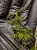 Teratophyllum sp. – pnąca paproć epifityczna do terrarium | Parrot Planet