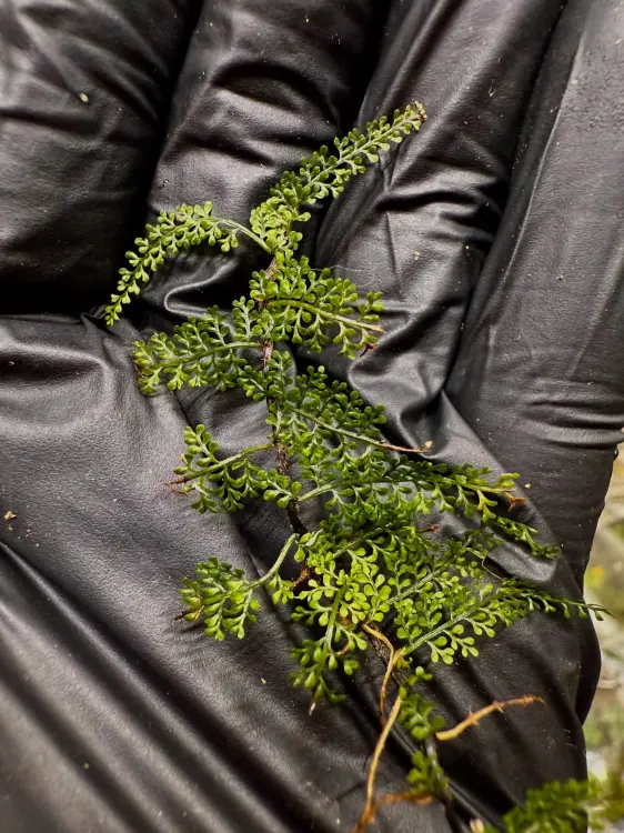 Teratophyllum sp. – pnąca paproć epifityczna do terrarium | Parrot Planet