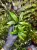 Anubias hastifolia – cienioznośna roślina wodno-lądowa do terrarium i akwarium | Parrot Planet