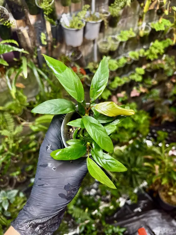 Anubias hastifolia – cienioznośna roślina wodno-lądowa do terrarium i akwarium | Parrot Planet